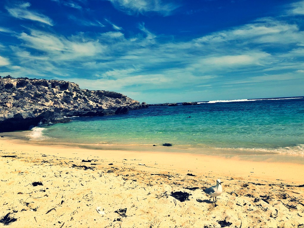 ptak na plaży na Rottnest Island